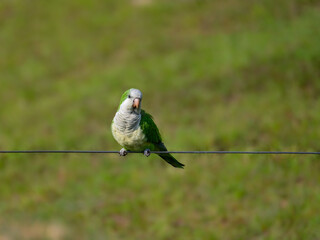 Monk Parakeet sitting on wire on green background