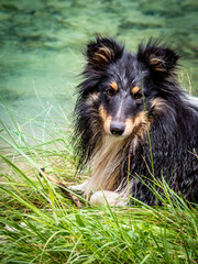 Portrait d'une berger des shetland