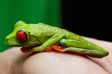 Green frog discovered in the forest