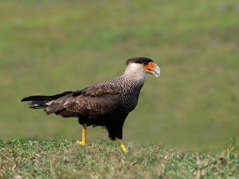 Crested Caracara walking in a grass field