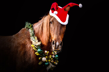 Portrait of a a horse wearing festive christmas decorations in front of a dark background