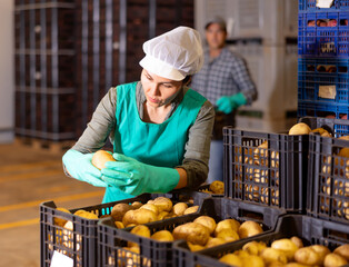 Asian woman vegetable warehouse worker checking quality of potato in crates.
