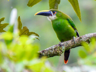 Aulacorhynchus albivitta