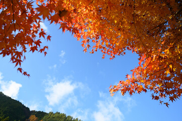 秋に使いやすい紅葉と秋晴れの美しい青空