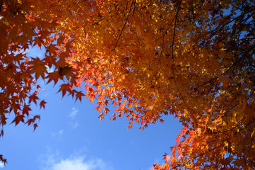 Easy to use in autumn with autumn leaves and beautiful blue autumn sky
