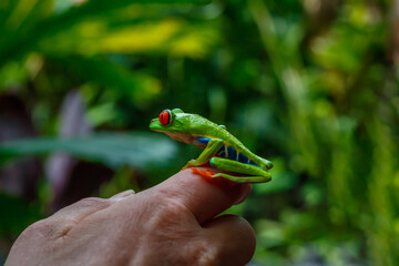 Green frog discovered in the forest