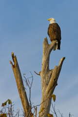 Bald Eagle. Haliaeetus leucocephalus.
