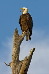 Bald Eagle. Haliaeetus leucocephalus.