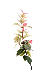 初雪カズラ　Trachelospermum asiaticum ‘Hatsuyukikazura’