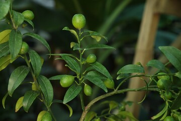 Unripe citruses growing on tree outdoors, closeup
