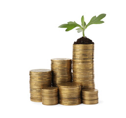 Fototapeta na wymiar Stacks of coins and green plant on white background. Investment concept
