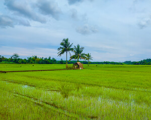 Rice paddy in Pontevedra Philippines