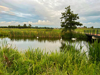 Beautiful view of swans on river, reeds and cloudy sky