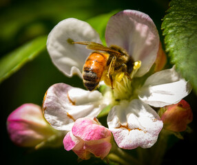 abeja en flor polizar