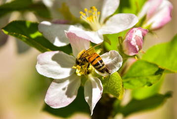 abeja en flor polizar
