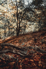 Los Arboles en Otoño