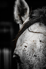 白い競走馬のイメージ