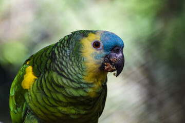 loro en habitad animal