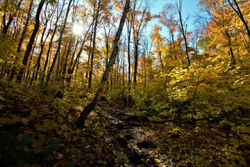 The beautiful landscapes of Muskoka, Ontario, Canada during Fall season, full of colorful autumn colors all over the place