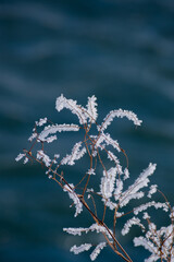 霧氷が付いた川岸の枯れ草
