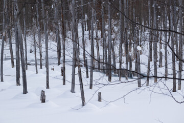 雪に覆われた青い池　美瑛町
