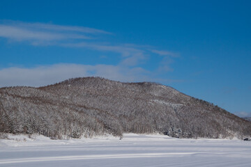 北海道の冬の森林
