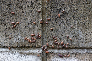濡れたコンクリートの壁にへばりついたダンゴムシ