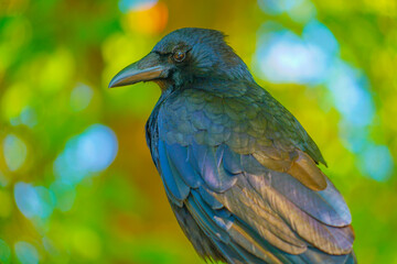 漆黒のカラス（ハシブトガラス）