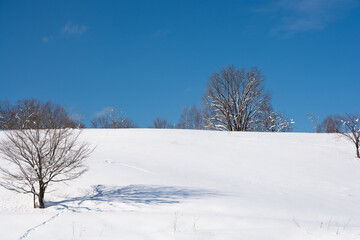 Fototapeta na wymiar 雪原の冬木立と青空 