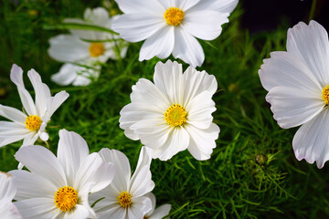 White cosmos flowers growing in the garden