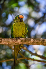 loro en habitad animal