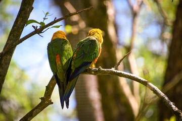 loro en habitad animal