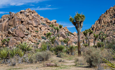 joshua tree national park
