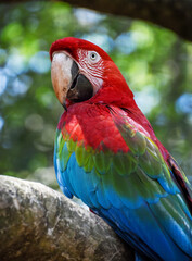 loro en habitad animal