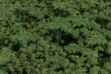 Green leaves pattern background, Natural background and wallpaper.