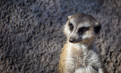 Fototapeta premium suricata familia animal