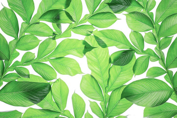 Green leaf pattern on the surface. Creative tropical green leaves layout. Nature spring concept. Flat lay.