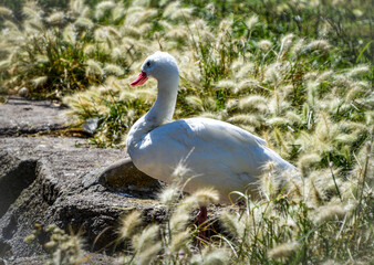 aves libres animal