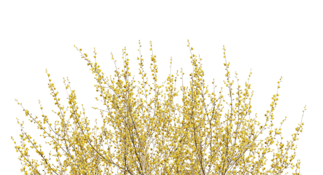 Various types of yellow tree plants bushes shrub and branches isolated