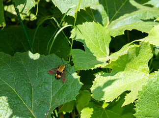 This sphinx moth, known as a snowberry clearwing, contrasts nicely as it rests on a green grape leaf in Missouri. The moth features fuzzy golden yellow and black bands and mimics a bumblebee. Bokeh.