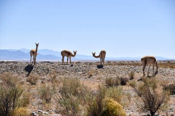 alpaca en montaña con paisaje