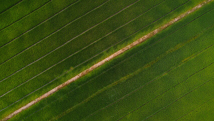 Aerial view of the green and yellow rice field landscape. at morning in the northern thailand.