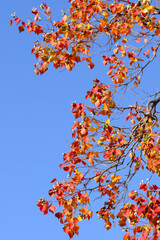 秋晴れの真っ青な空を背景に紅葉が進む。青と赤、オレンジのコントラストが美しい