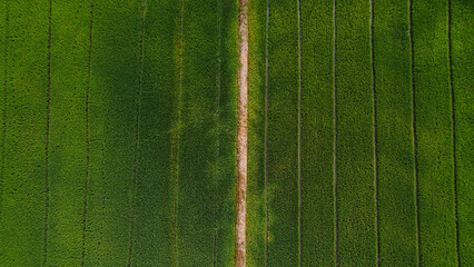 Top aerial view of agriculture in rice fields for cultivation. Natural the texture for background.
