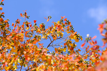 秋晴れの真っ青な空を背景に紅葉が進む。青と赤、オレンジのコントラストが美しい