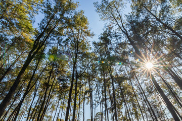 Pine forest nature and sunlight in mountain hill,  blue sky background.