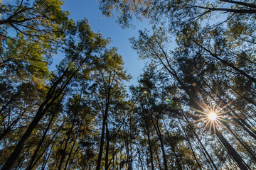 Obraz premium Pine forest nature and sunlight in mountain hill, blue sky background.