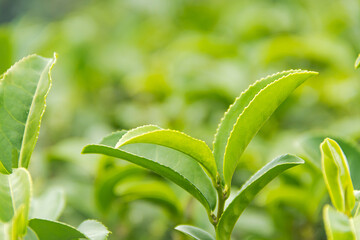 Close up top of green tea leaves in the morning tea plantation.