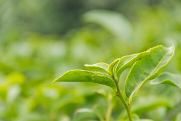 Fototapeta premium Close up top of green tea leaves in the morning tea plantation.