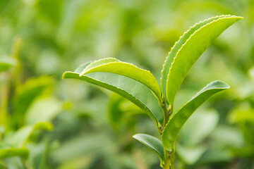 Close up top of green tea leaves in the morning tea plantation.